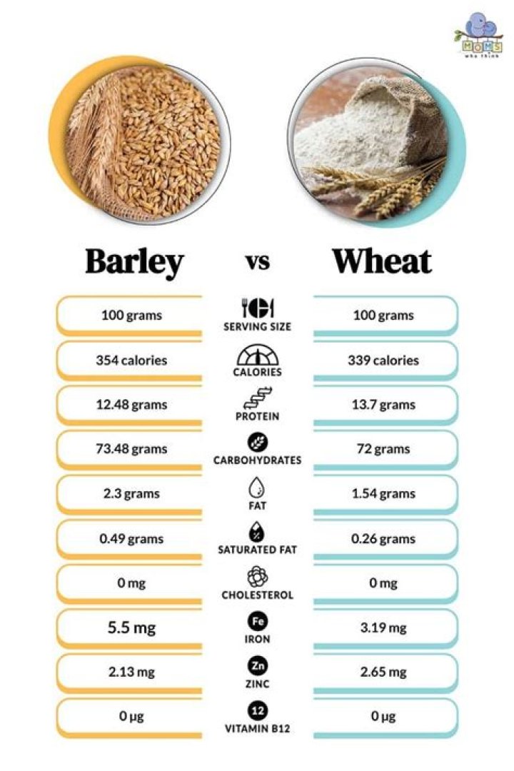is barley wheat