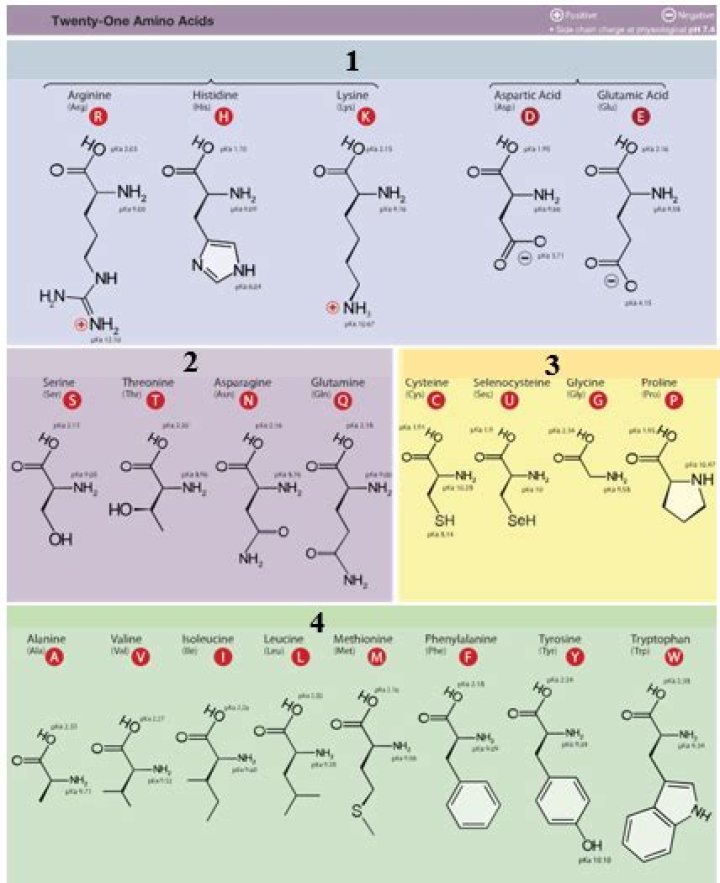is cysteine polar or nonpolar