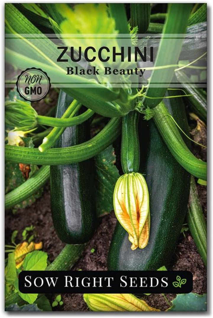 is green squash zucchini