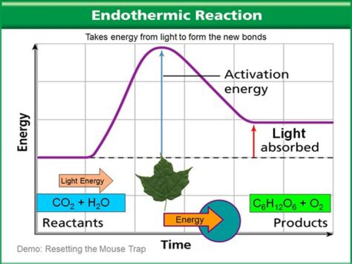 is photosynthesis endothermic
