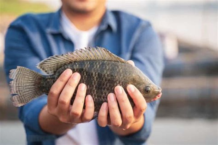 is tilapia real fish