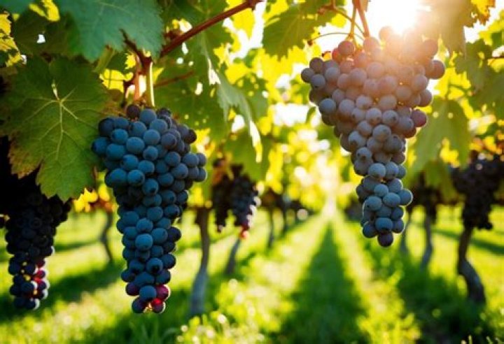 is zinfandel sweet
