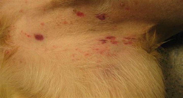 itp in dogs