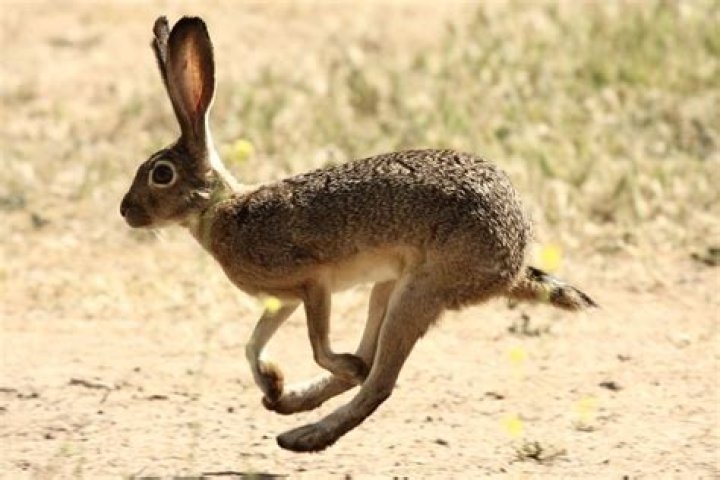 jackrabbit animal