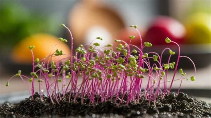 kale sprouts