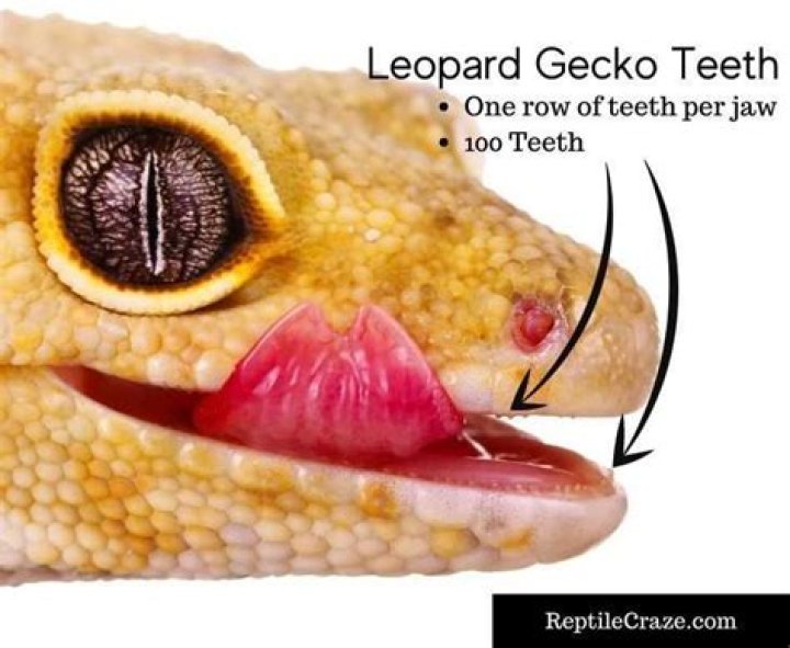 leopard gecko teeth