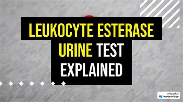 leukocyte esterase urine trace