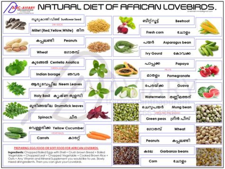 lovebirds food