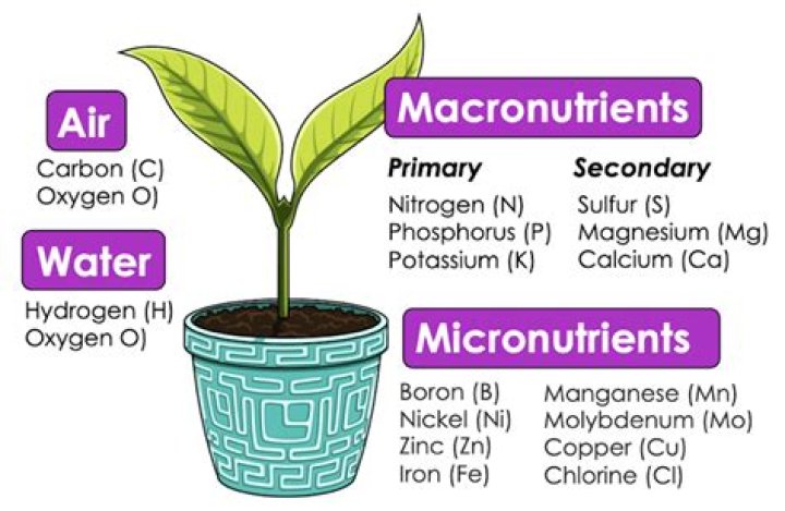 macronutrients for plants