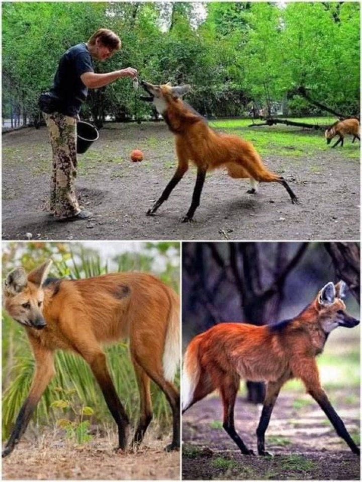 maned wolf size