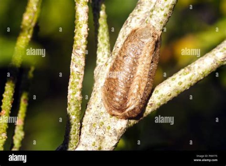 mantis eggs