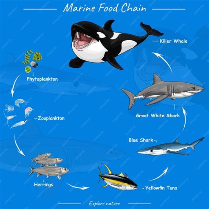 marine food chain
