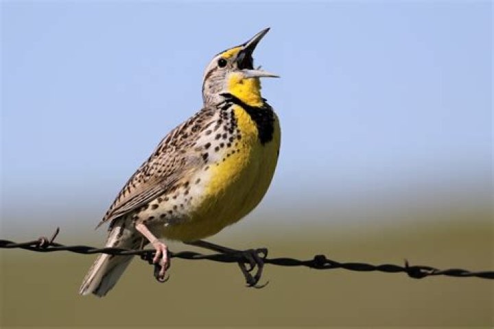 meadowlark sound