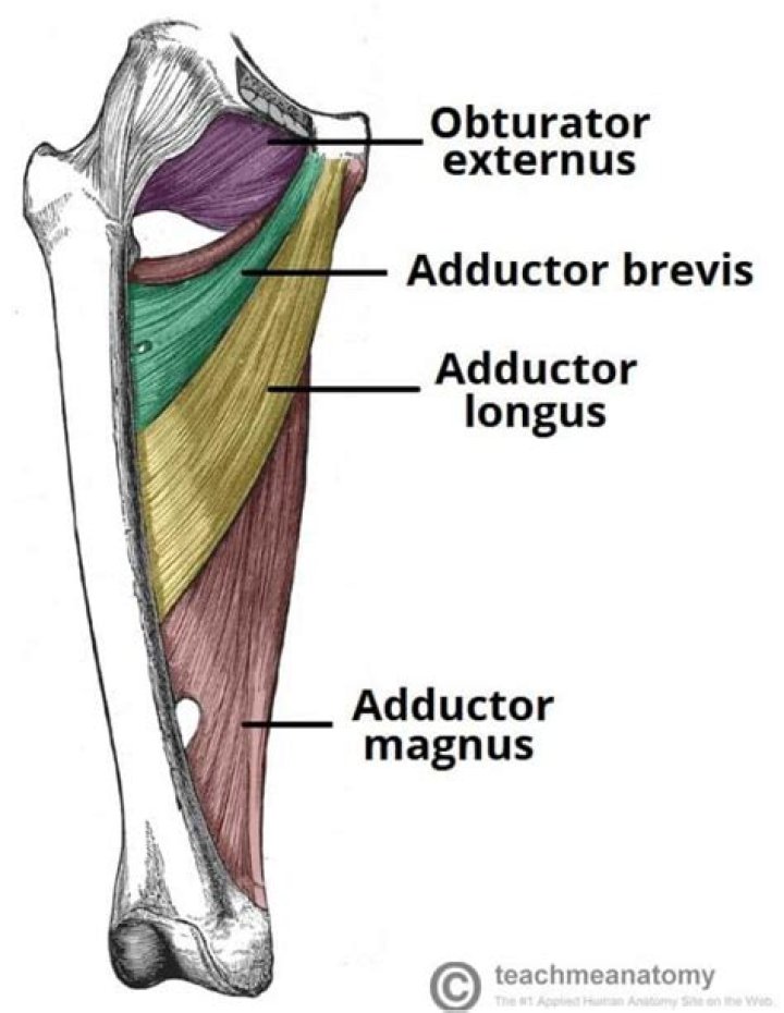 medial thigh muscles