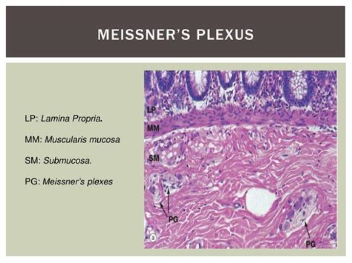 meissner plexus