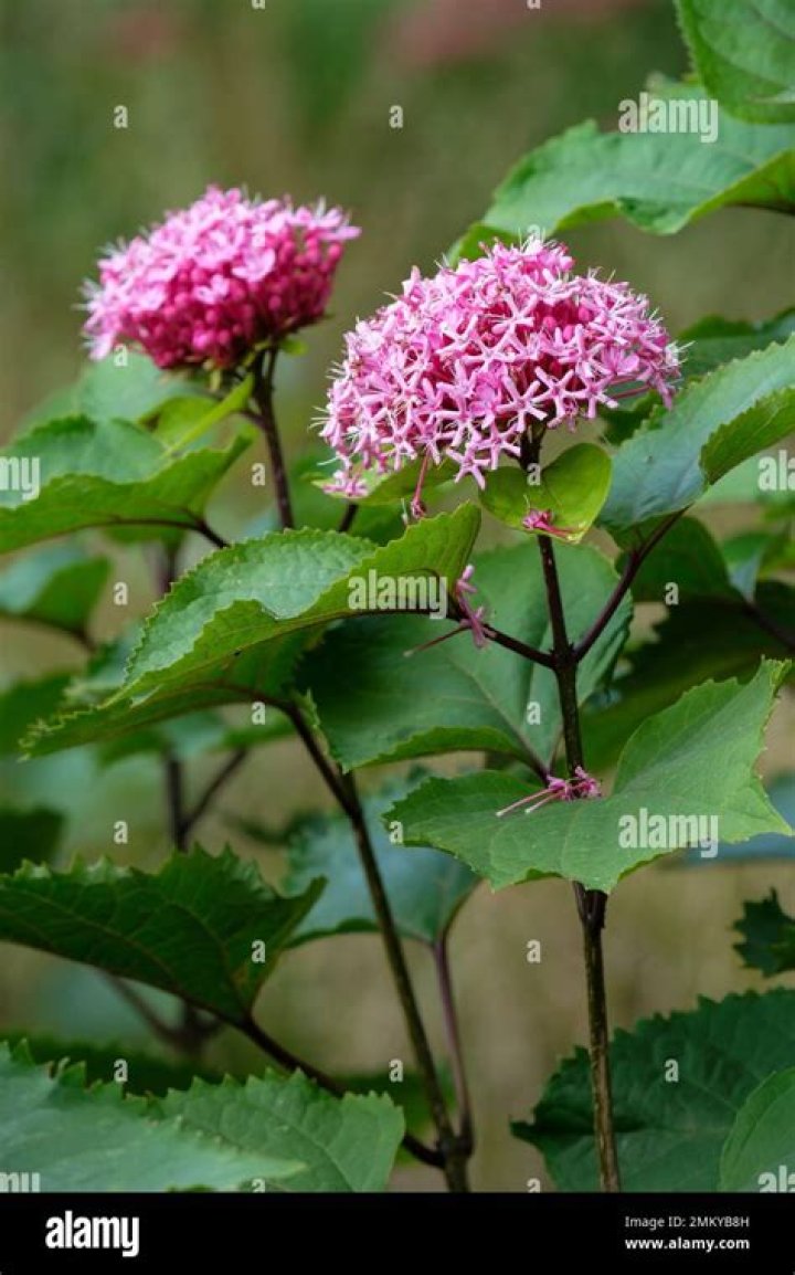 mexican hydrangea