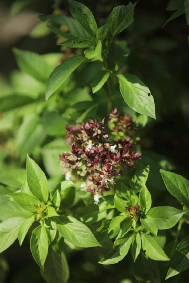mexican oregano substitute