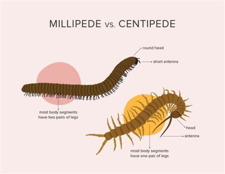 millipede poisonous