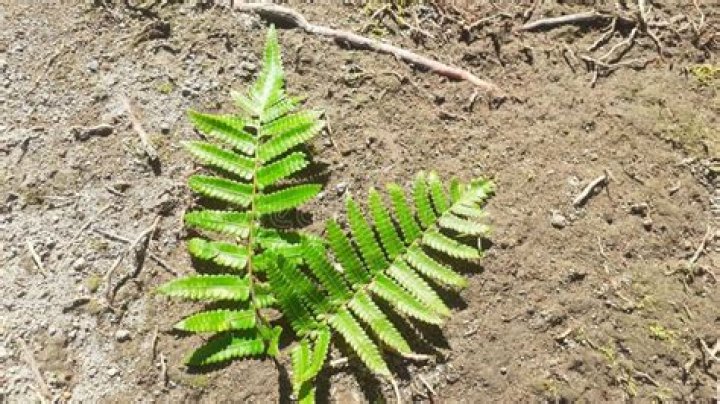 monilophytes