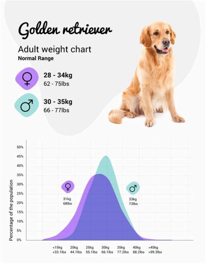 month by month golden retriever growth