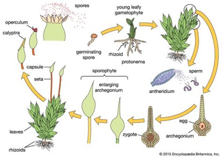 moss gametophyte
