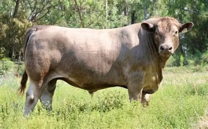 murray grey cattle