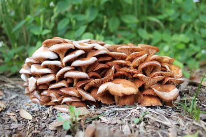 mushrooms in washington state