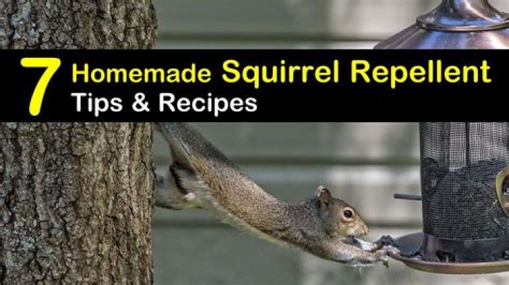 natural squirrel repellent