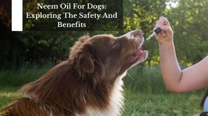 neem oil for dogs