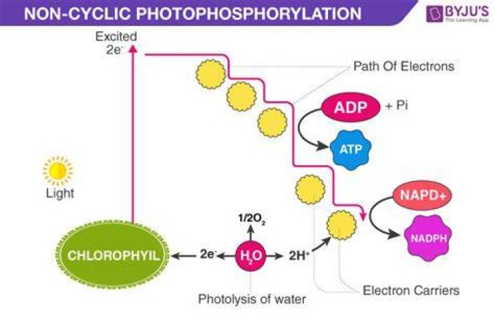 noncyclic photophosphorylation