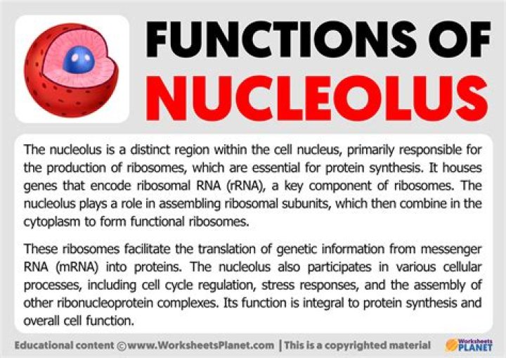 nucleolus function in plant cell