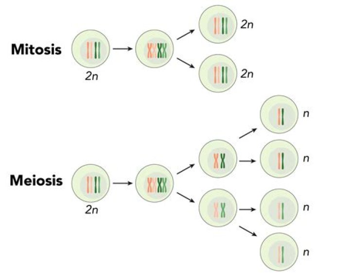 number of divisions in mitosis
