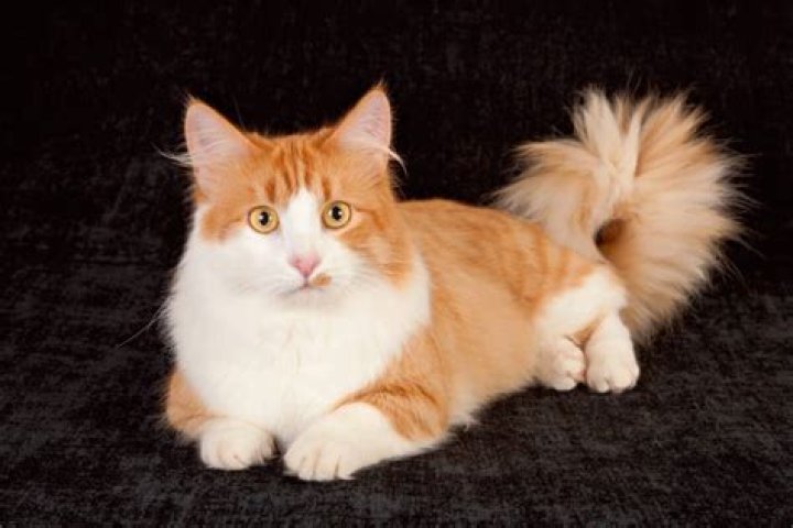 orange and white cats