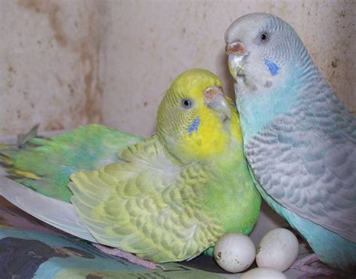 parakeet eggs