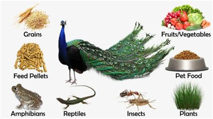 peacock food