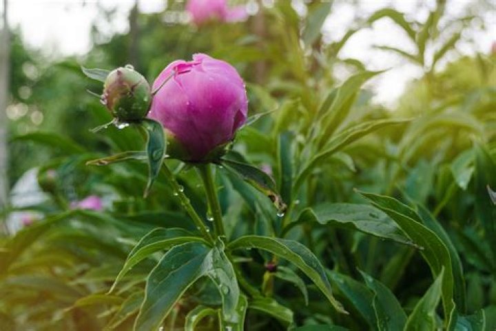 peony buds