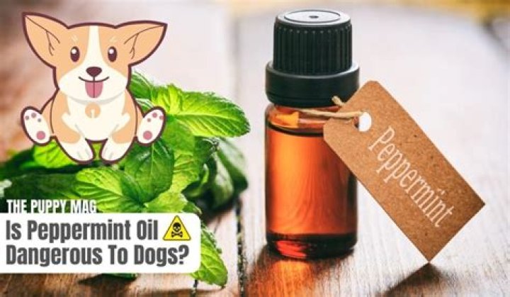 peppermint oil and dogs