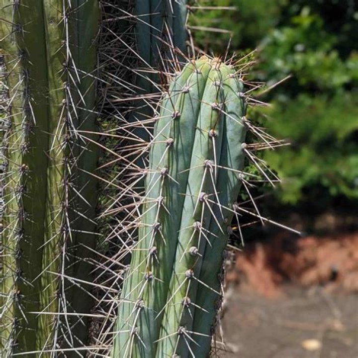 peruvian torch cactus