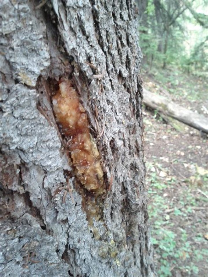pine pitch