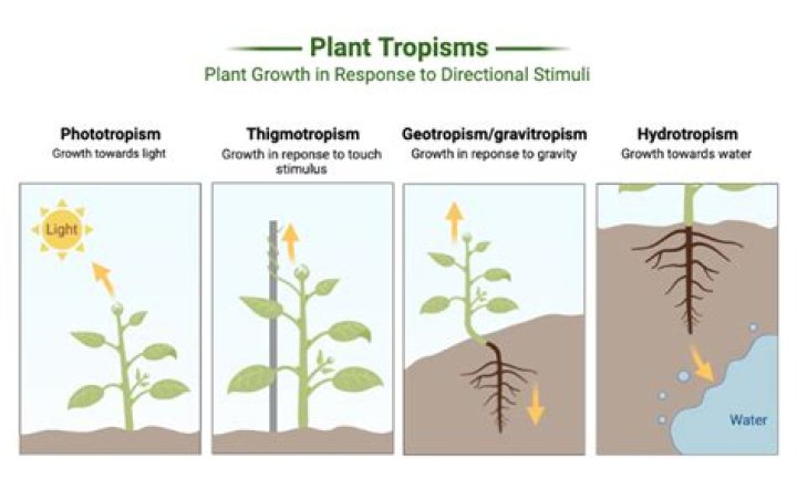 plant tropisms