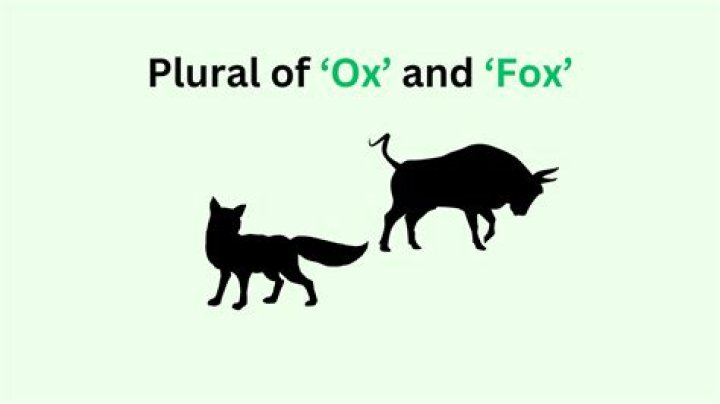 plural for fox