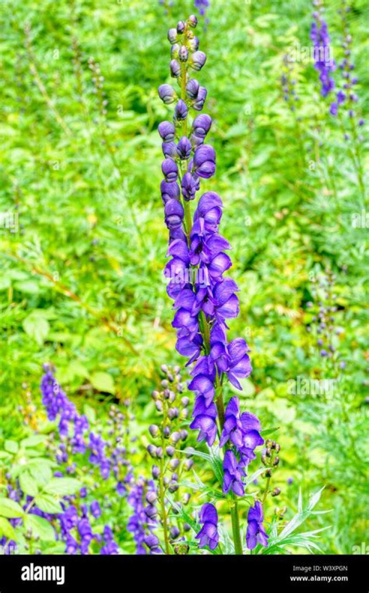 poisonous wolfsbane