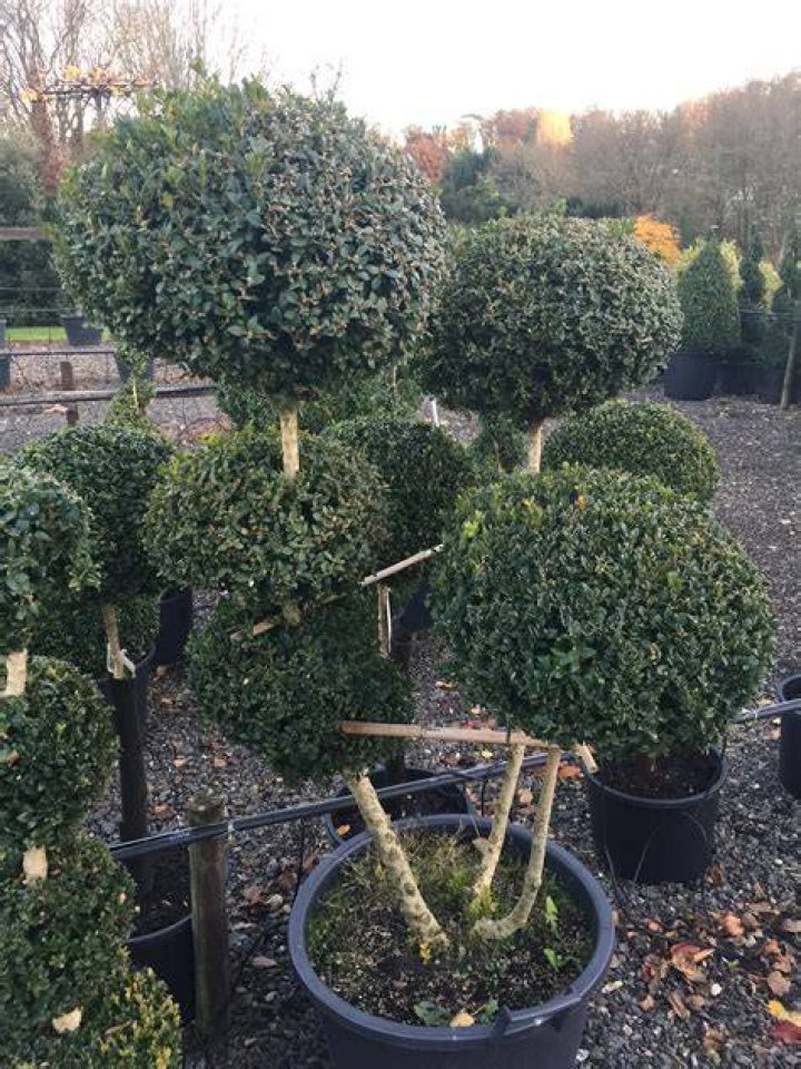 pom trees