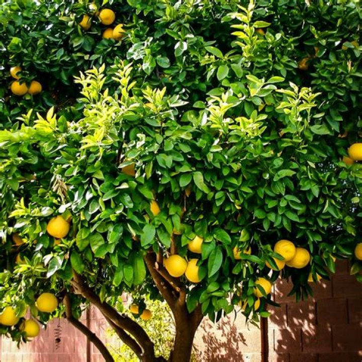 ponderosa lemon tree