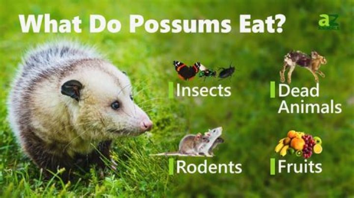 possums eat