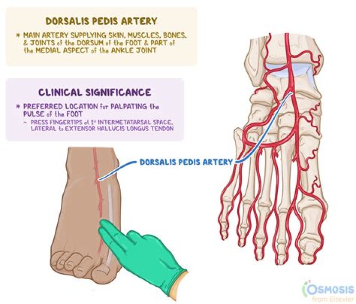 pt pulse