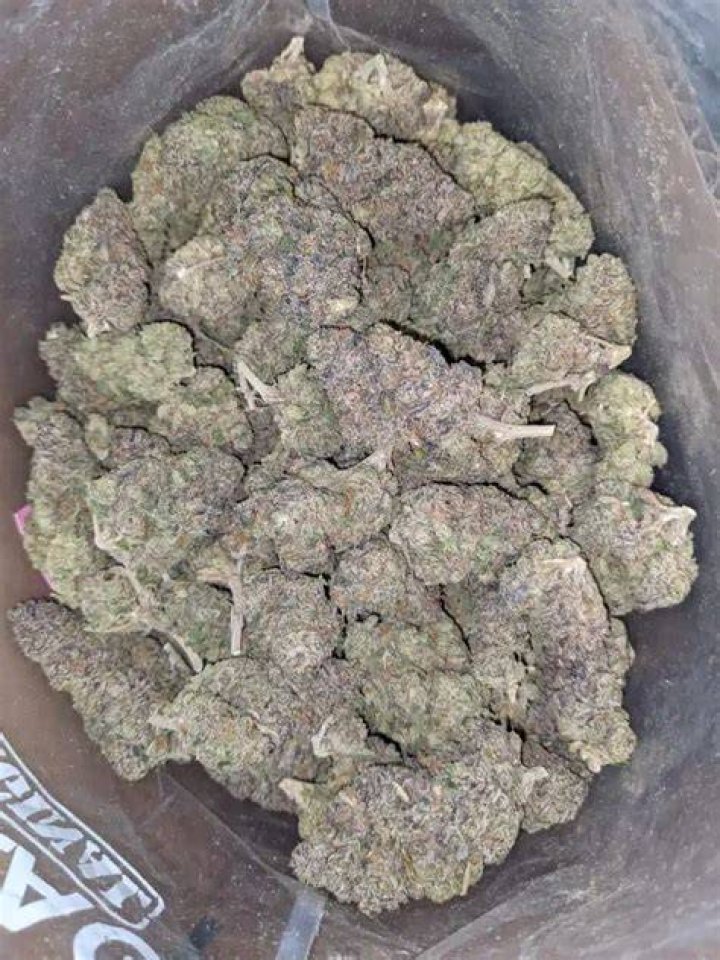 purple runtz weed strain