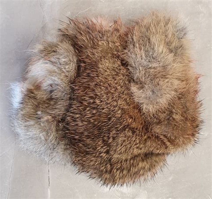 rabbit pelt