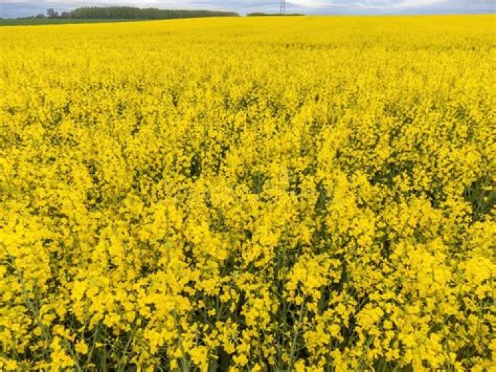 rape crop
