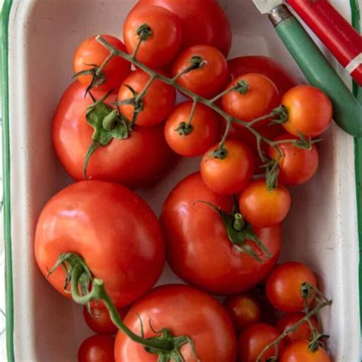 refrigerate tomatoes